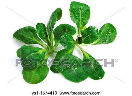 Corn or Lamb's Lettuce, valerianella olitoria, Salad against White Background View Large Photo Image Stock Photo - Corn or Lamb's Lettuce, valerianella olitoria, Salad against White Background. Fotosearch