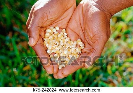 Corn View Large Photo Image Picture - Corn. Fotosearch