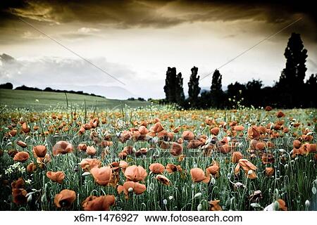 Stock Photo - corn poppy, corn rose, field poppy, Flanders poppy, or red poppy Papaver rhoeas Ayegui, Navarre, Spain, Europe. Fotosearch