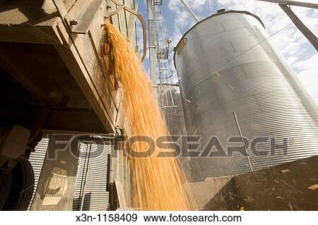 Corn production View Large Photo Image Stock Photo - Corn production. Fotosearch