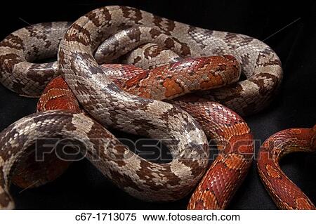 Corn Snake Elaphe guttata guttata entwined View Large Photo Image Stock Photography - Corn Snake Elaphe guttata guttata entwined. Fotosearch