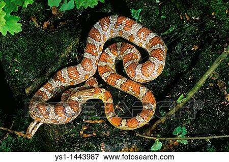 CORN SNAKE OR RAT SNAKE elaphe guttata View Large Photo Image Stock Photo - CORN SNAKE OR RAT SNAKE elaphe guttata. Fotosearch