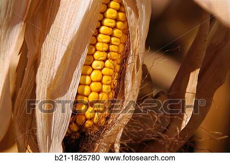 Stock Image - Corn. Fotosearch