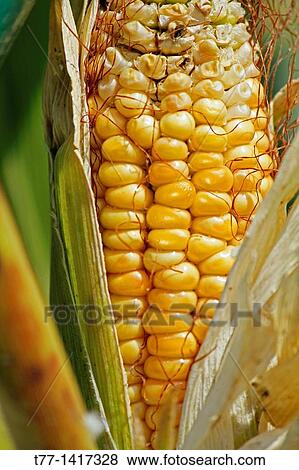 Corncob Zea mays View Large Photo Image Stock Photo - Corncob Zea mays. Fotosearch