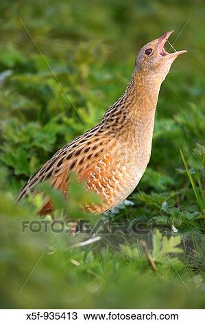 Stock Image - Corncrake (Crex crex). Balranald. North Uist. Outer Hebrides. Scotland. Fotosearch