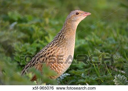 Corncrake (Crex crex). Balranald. North Uist. Outer Hebrides. Scotland View Large Photo Image Stock Photograph - Corncrake (Crex crex). Balranald. North Uist. Outer Hebrides. Scotland. Fotosearch
