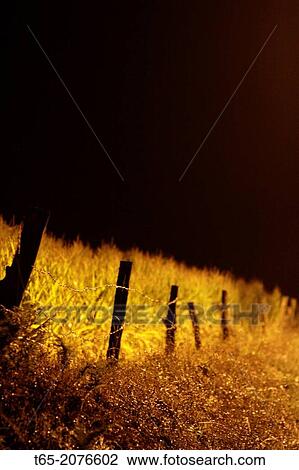 Cornfield at night closed barbed wire road in Palas de Rey in Galicia View Large Photo Image Stock Image - Cornfield at night closed barbed wire road in Palas de Rey in Galicia. Fotosearch