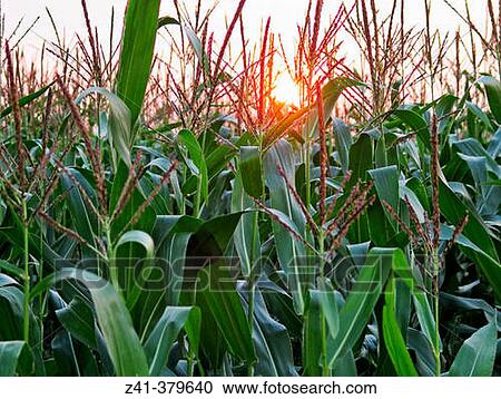 Cornfield at sundown View Large Photo Image Stock Image - Cornfield at sundown. Fotosearch