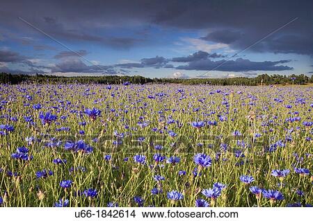 Picture - Cornflower Jonaker Sodermanland Sweden.. Fotosearch