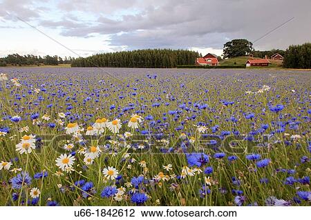 Cornflower Jonaker Sodermanland Sweden. View Large Photo Image Stock Image - Cornflower Jonaker Sodermanland Sweden.. Fotosearch