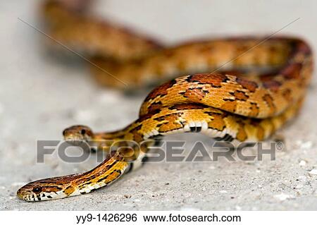 Cornsnakes Red Rat Snakes Mating - near Algiers Beach, Sanibel Island, Florida View Large Photo Image Stock Photograph - Cornsnakes Red Rat Snakes Mating - near Algiers Beach, Sanibel Island, Florida. Fotosearch