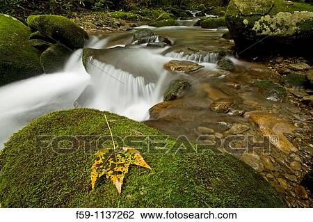 Cosby Creek, Great Smoky Mtns Nat Park, TN View Large Photo Image Stock Image - Cosby Creek, Great Smoky Mtns Nat Park, TN. Fotosearch