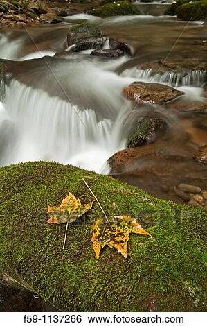 Stock Photograph - Cosby Creek, Great Smoky Mtns Nat Park, TN. Fotosearch