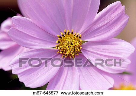 Cosmos bipinnatus? sonata pink?, close up. View Large Photo Image Stock Photo - Cosmos bipinnatus? sonata pink?, close up.. Fotosearch