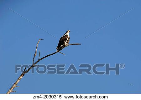 COSTA RICA, RIO TARCOLES, OSPREY (Pandion haliaetus) PERCHED IN TREE. 1015 View Large Photo Image Stock Photography - COSTA RICA, RIO TARCOLES, OSPREY (Pandion haliaetus) PERCHED IN TREE. 1015. Fotosearch