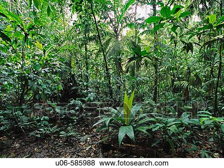 costa rican rainforest View Large Photo Image Stock Photo - costa rican rainforest. Fotosearch