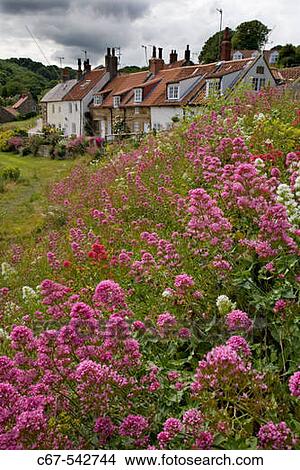 Cottages Sandsend Whitby North East Yorkshire UK July View Large Photo Image Picture - Cottages Sandsend Whitby North East Yorkshire UK July. Fotosearch