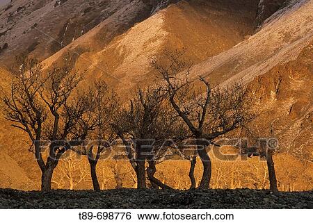 Cotton wood trees in Altai Mountains, Mongolia View Large Photo Image Stock Photograph - Cotton wood trees in Altai Mountains, Mongolia. Fotosearch