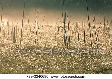Cottongrass display and morning mists in large wetland with dead tree snags, Greater Sudbury, Ontario, Canada. View Large Photo Image Stock Image - Cottongrass display and morning mists in large wetland with dead tree snags, Greater Sudbury, Ontario, Canada.. Fotosearch