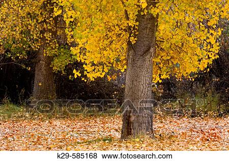 Cottonwood tree (Populus angustifolia) in autumn foliage. Writing on Stone Provincial Park. Alberta View Large Photo Image Stock Photo - Cottonwood tree (Populus angustifolia) in autumn foliage. Writing on Stone Provincial Park. Alberta. Fotosearch