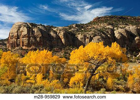 Stock Photo - Cottonwood trees displaying brilliant autumn foliage along Indian Creek Canyon Utah. Fotosearch