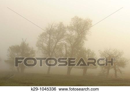 Cottonwood trees in fog View Large Photo Image Stock Photograph - Cottonwood trees in fog. Fotosearch