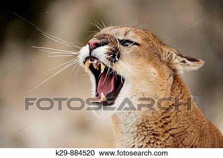 Cougar Felis concolor- captive in winter habitat View Large Photo Image Stock Image - Cougar Felis concolor- captive in winter habitat. Fotosearch