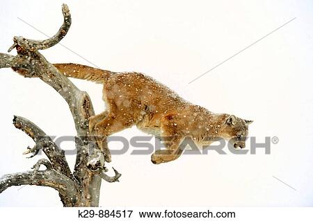 Cougar Felis concolor- captive in winter habitat View Large Photo Image Stock Photo - Cougar Felis concolor- captive in winter habitat. Fotosearch