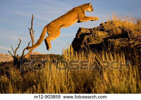 Cougar jumps up onto rocks in pursuit View Large Photo Image Stock Photo - Cougar jumps up onto rocks in pursuit. Fotosearch