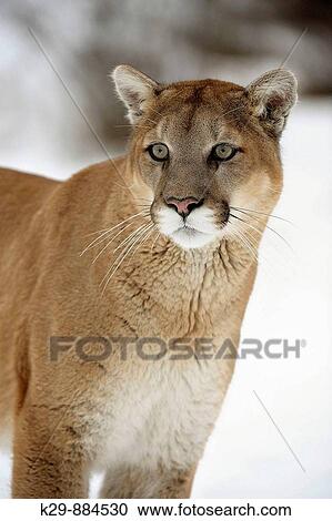 Cougar, Mountain lion Felis concolor captive in winter habitat View Large Photo Image Stock Image - Cougar, Mountain lion Felis concolor captive in winter habitat. Fotosearch