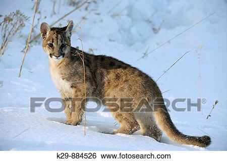Cougar, Mountain lion Felis concolor Baby in winter habitat View Large Photo Image Stock Photograph - Cougar, Mountain lion Felis concolor Baby in winter habitat. Fotosearch