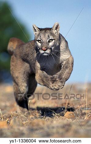 Picture - COUGAR puma concolor, ADULT RUNNING, MONTANA. Fotosearch