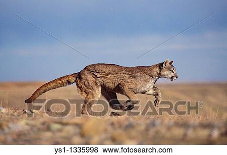 COUGAR puma concolor, ADULT RUNNING, MONTANA View Large Photo Image Stock Photo - COUGAR puma concolor, ADULT RUNNING, MONTANA. Fotosearch