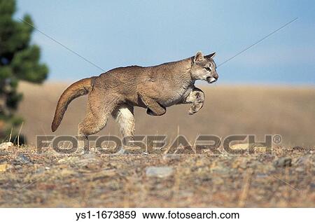 Cougar, puma concolor, Adult running, Montana View Large Photo Image Stock Photo - Cougar, puma concolor, Adult running, Montana. Fotosearch
