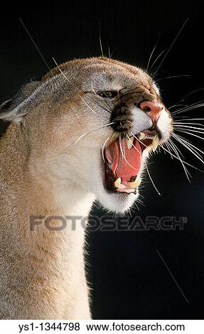 COUGAR puma concolor, ADULT SNARLING View Large Photo Image Stock Photo - COUGAR puma concolor, ADULT SNARLING. Fotosearch