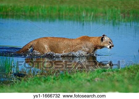 Cougar, puma concolor, Adult standing in Water, Montana View Large Photo Image Stock Image - Cougar, puma concolor, Adult standing in Water, Montana. Fotosearch