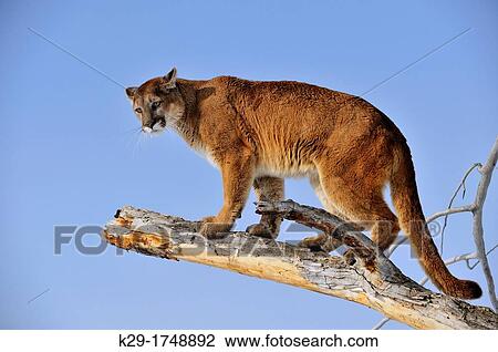 Cougar, Puma, Mountain lion Puma concolor, Bozeman, Montana, USA View Large Photo Image Stock Image - Cougar, Puma, Mountain lion Puma concolor, Bozeman, Montana, USA. Fotosearch