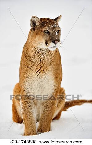 Cougar, Puma, Mountain lion Puma concolor, Bozeman, Montana, USA View Large Photo Image Stock Photo - Cougar, Puma, Mountain lion Puma concolor, Bozeman, Montana, USA. Fotosearch