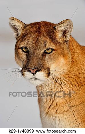 Cougar, Puma, Mountain lion Puma concolor, Bozeman, Montana, USA View Large Photo Image Stock Photo - Cougar, Puma, Mountain lion Puma concolor, Bozeman, Montana, USA. Fotosearch