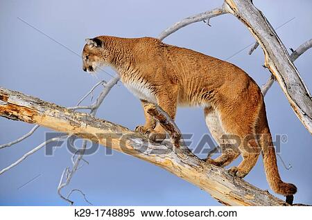 Cougar, Puma, Mountain lion Puma concolor, Bozeman, Montana, USA View Large Photo Image Stock Photography - Cougar, Puma, Mountain lion Puma concolor, Bozeman, Montana, USA. Fotosearch