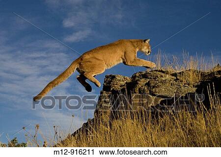 Cougar View Large Photo Image Stock Image - Cougar. Fotosearch