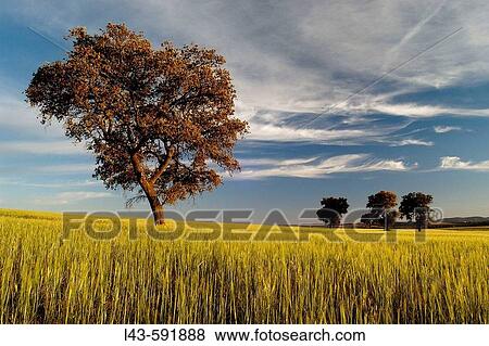 Country landscape in the afternoon. Castilla-La Mancha, Spain View Large Photo Image Stock Photo - Country landscape in the afternoon. Castilla-La Mancha, Spain. Fotosearch