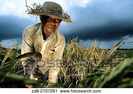 Stock Image - Country man on rice field at Bali.. Fotosearch