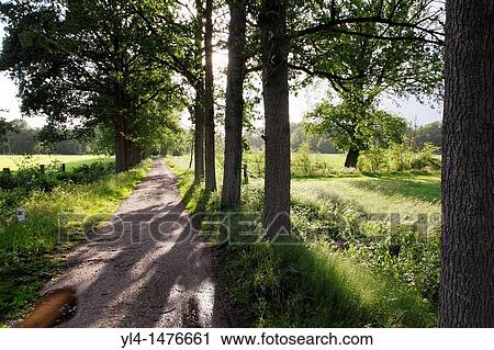Country road. Estate Den Treek, Leusden, Netherlands View Large Photo Image Stock Image - Country road. Estate Den Treek, Leusden, Netherlands. Fotosearch