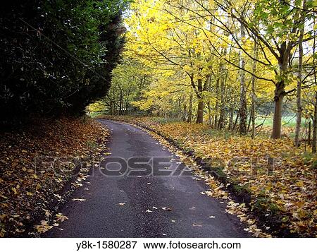Country road in Autumn View Large Photo Image Stock Photo - Country road in Autumn. Fotosearch