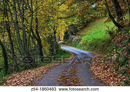 Country road trough an autumnal forest, Asturias, Spain View Large Photo Image Stock Image - Country road trough an autumnal forest, Asturias, Spain. Fotosearch
