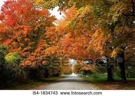 Stock Image - Country road with colorful fall leaves autumn trees Ohio. Fotosearch