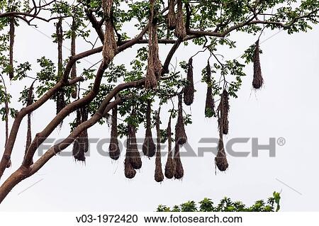 Stock Image - Country view near Filobobos River and Tlapacoyan village, Veracruz, Mexico.. Fotosearch