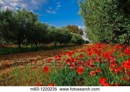 Stock Photography - Countryside in La Zafra, Comunidad Valenciana. Fotosearch