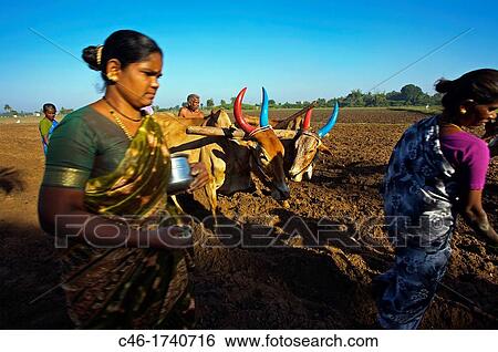 Countryside near Pondicherry, Tamil Nadu, India. View Large Photo Image Stock Photograph - Countryside near Pondicherry, Tamil Nadu, India.. Fotosearch